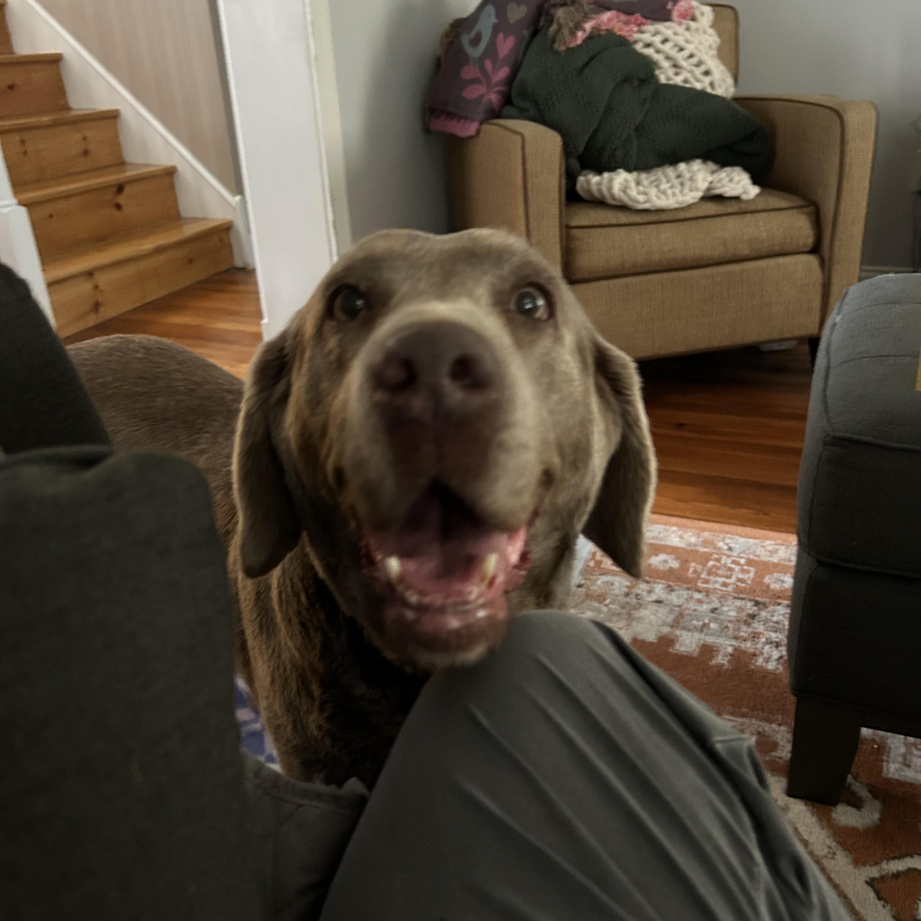 Enlarge Trila, a ADOPTABLE Labrador Retriever in Warrington, PA image 5/5