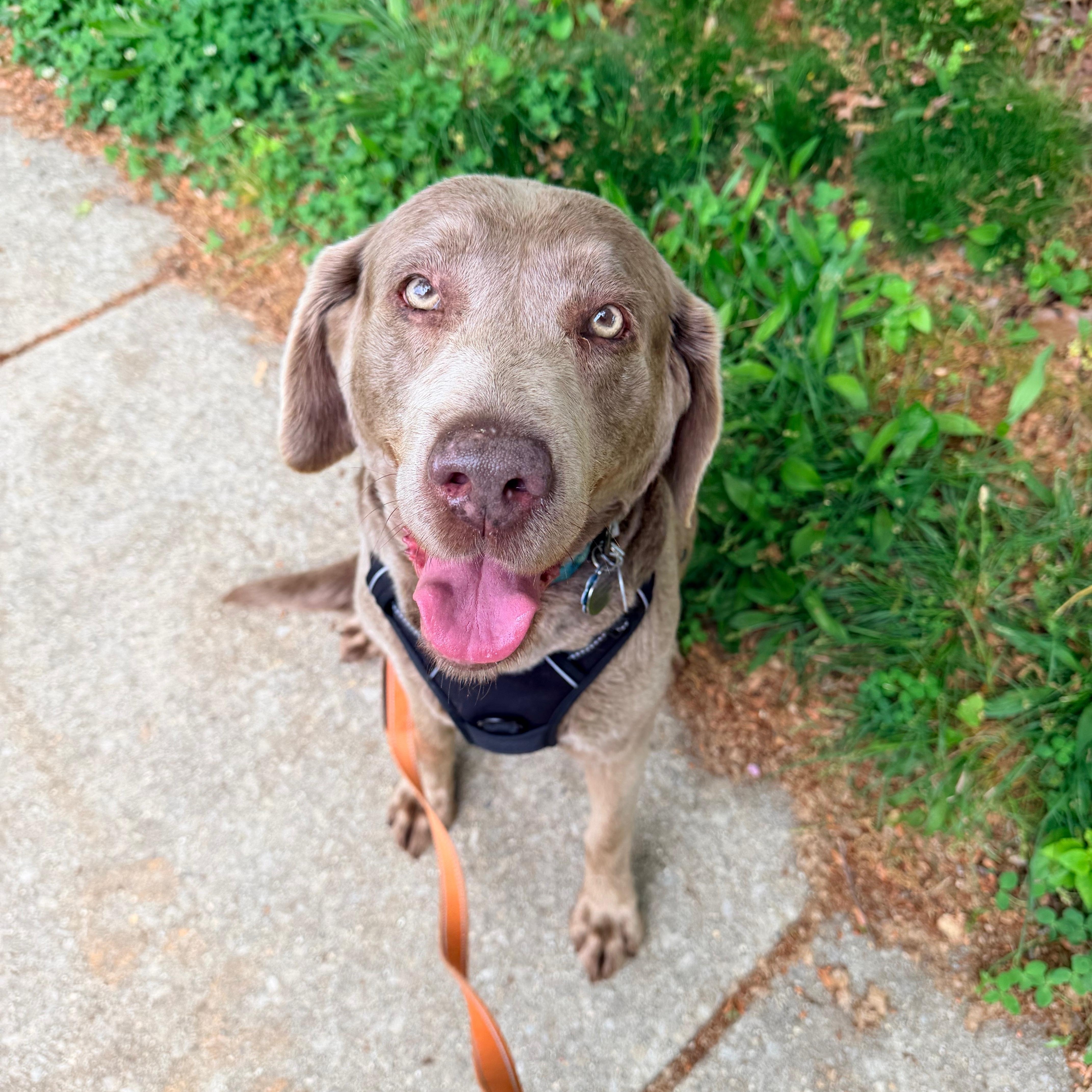 Enlarge Trila, a ADOPTABLE Labrador Retriever in Warrington, PA image 4/5