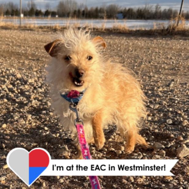 Suzie Toot thumbnail 2