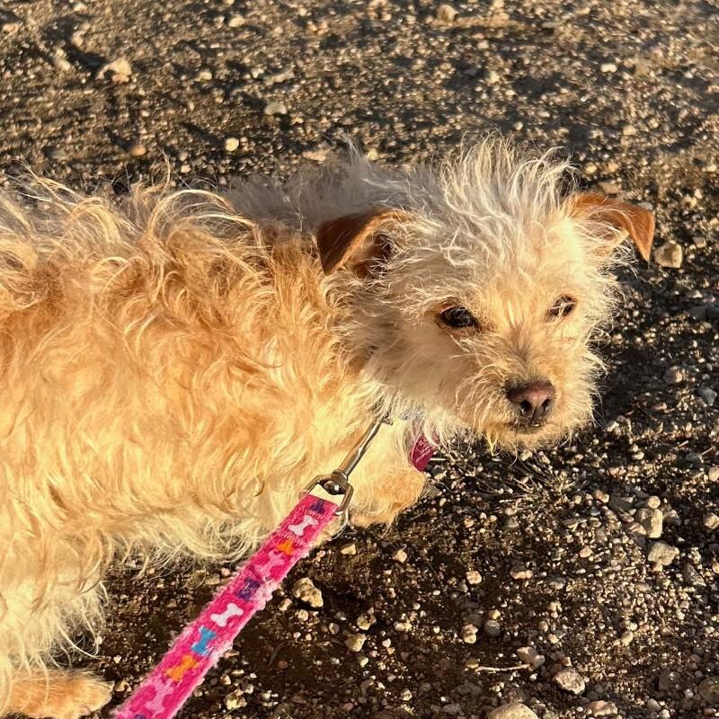 Suzie Toot thumbnail 3