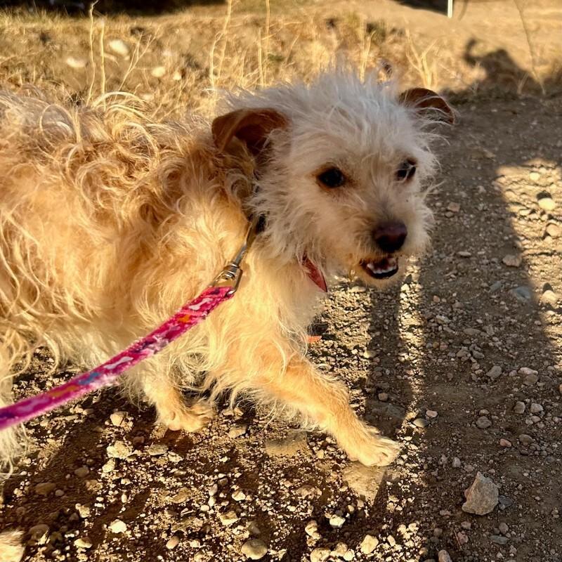 Suzie Toot thumbnail 6