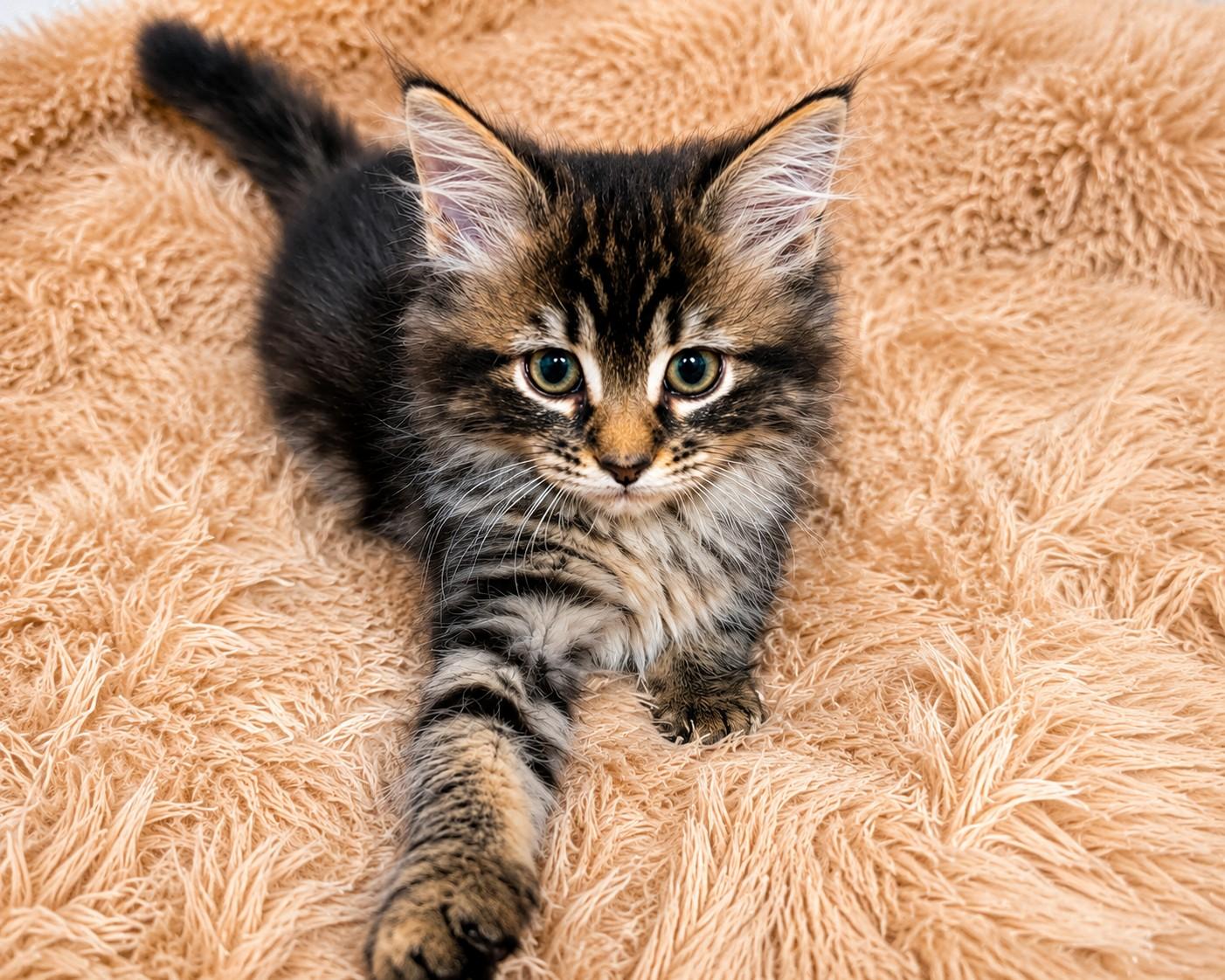 Enlarge April, a Adoptable Domestic Long Hair in Gardnerville, NV image 1/2