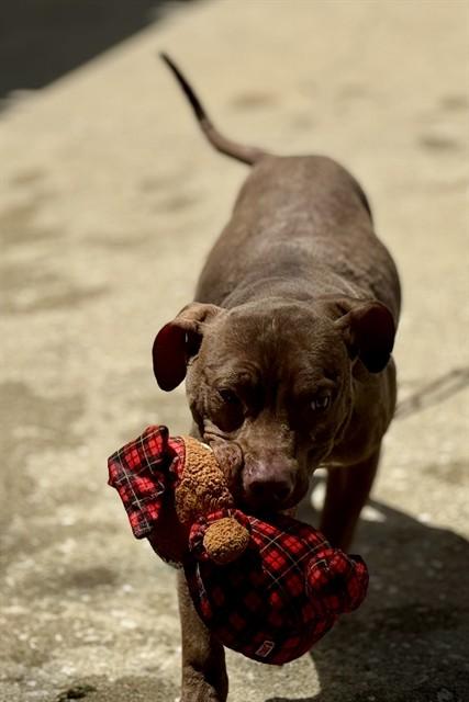BEAR, Adoptable, Young Male Pit Bull Terrier & Cane Corso.