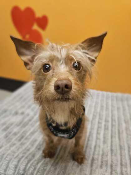 Enlarge Lemon, an adopted mixed breed in Bellingham, WA image 2/3