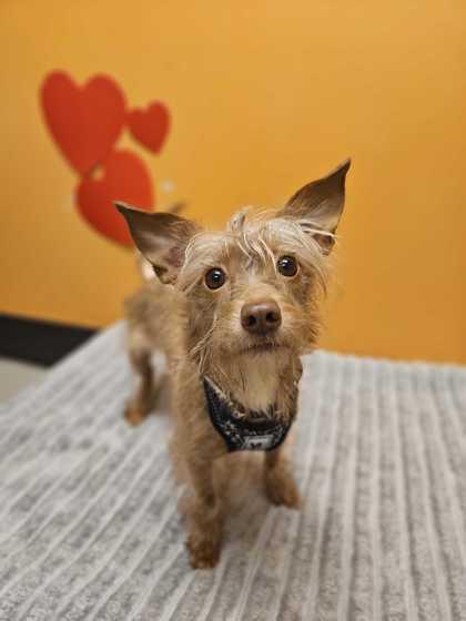 Lemon, adopted, Adult Female Mixed Breed.