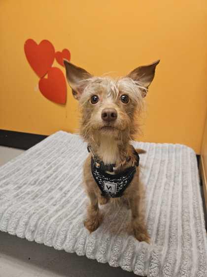 Enlarge Lemon, an adopted mixed breed in Bellingham, WA image 3/3