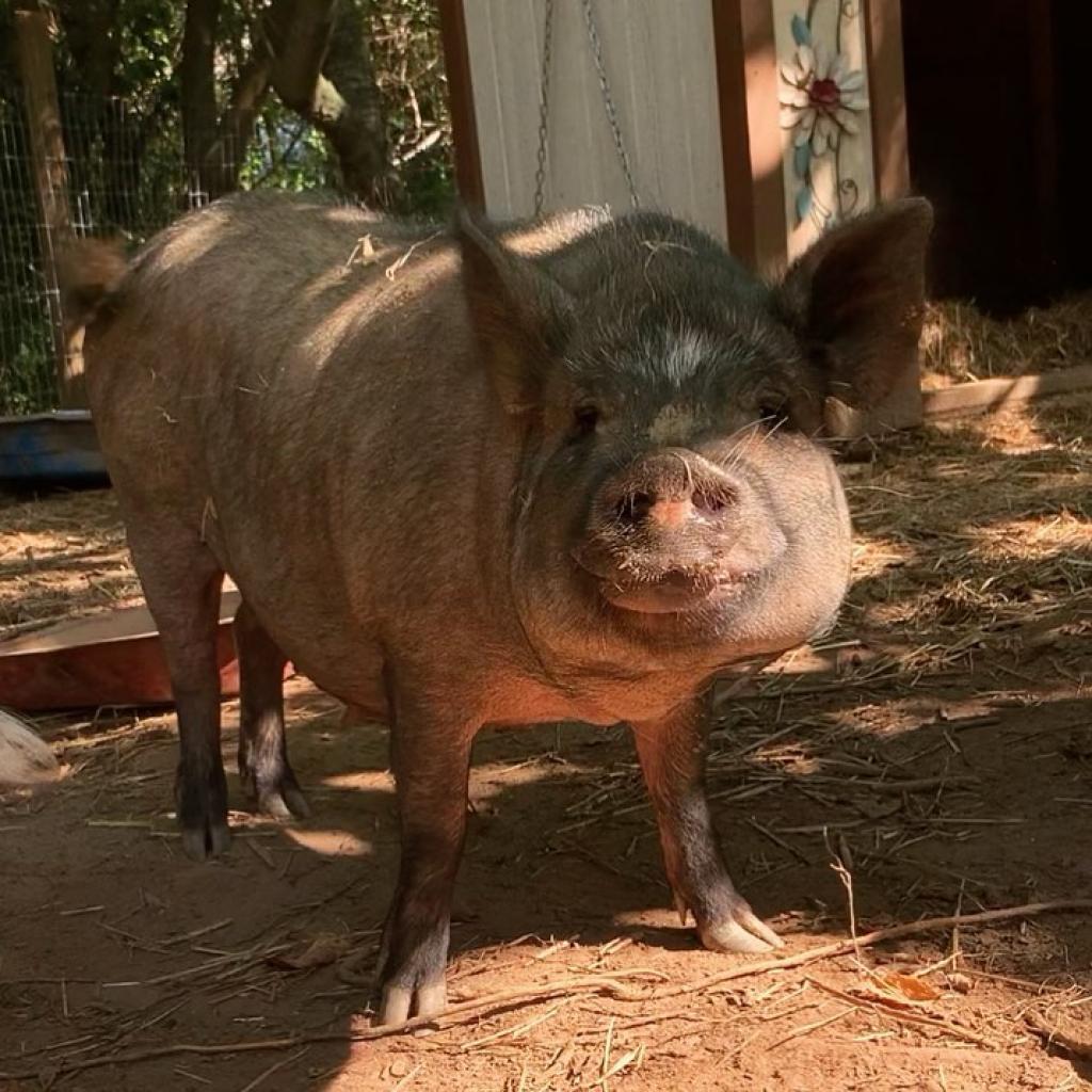 Penelope, Adoptable, Adult Female Vietnamese Pot Bellied & Pig.