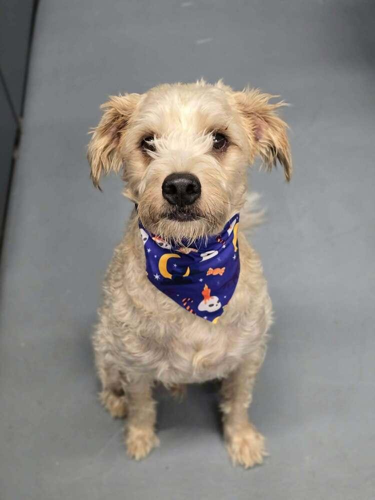 Max, Adoptable, Adult Male Labradoodle.
