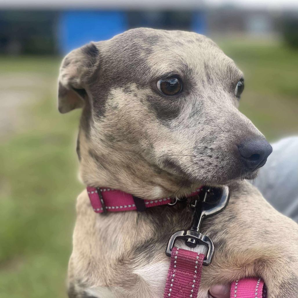 Pebbles, Adoptable, Adult Female Dachshund & American Staffordshire Terrier.