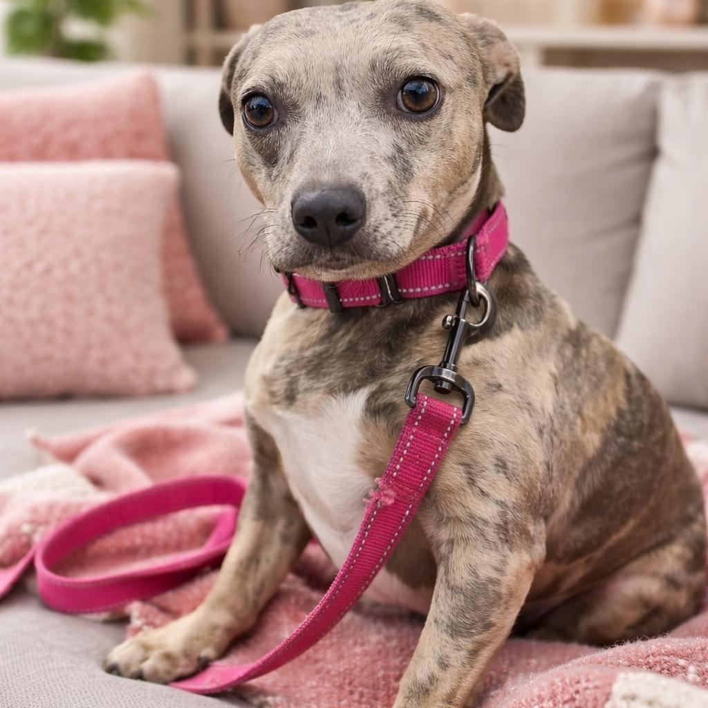 Enlarge Pebbles, a Adoptable mixed breed in Eufaula, AL image 2/5