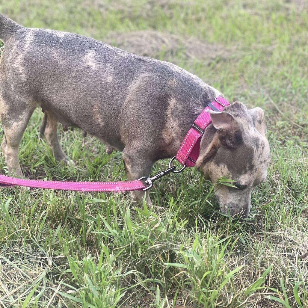 Enlarge Pebbles, a Adoptable mixed breed in Eufaula, AL image 2/3