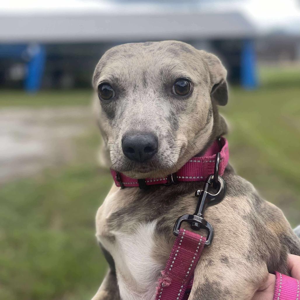 Enlarge Pebbles, a Adoptable mixed breed in Eufaula, AL image 3/3