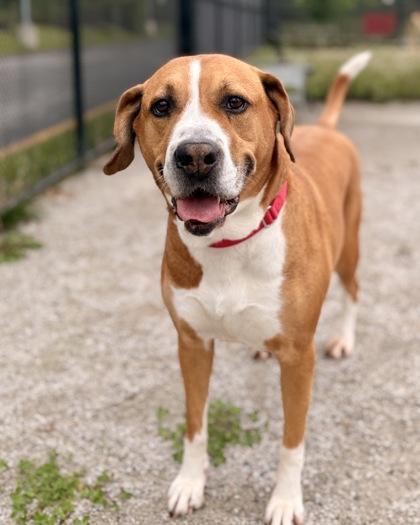 Sir Charles (Charlie), a Adoptable Mixed Breed in Fairfax, VA image 1/3
