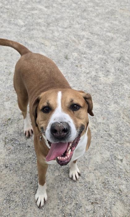 Sir Charles (Charlie), a Adoptable Mixed Breed in Fairfax, VA image 2/3
