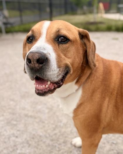 Sir Charles (Charlie), a Adoptable Mixed Breed in Fairfax, VA image 3/3