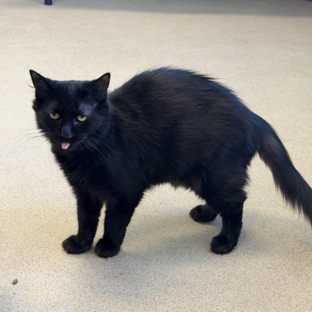 Miss Floofy, Adoptable, Young Female Domestic Medium Hair.