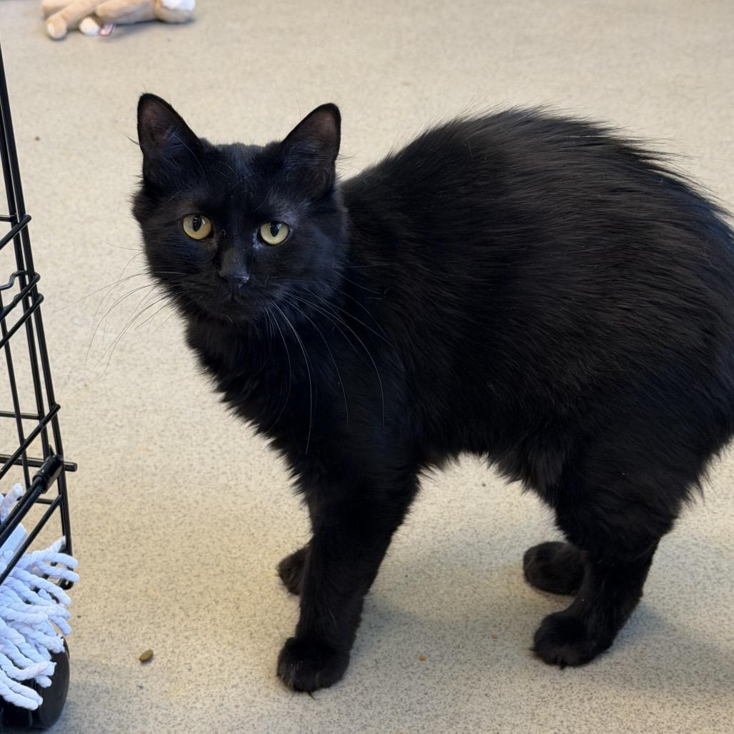Miss Floofy, a Adoptable Domestic Medium Hair in Hamburg, NY image 2/3