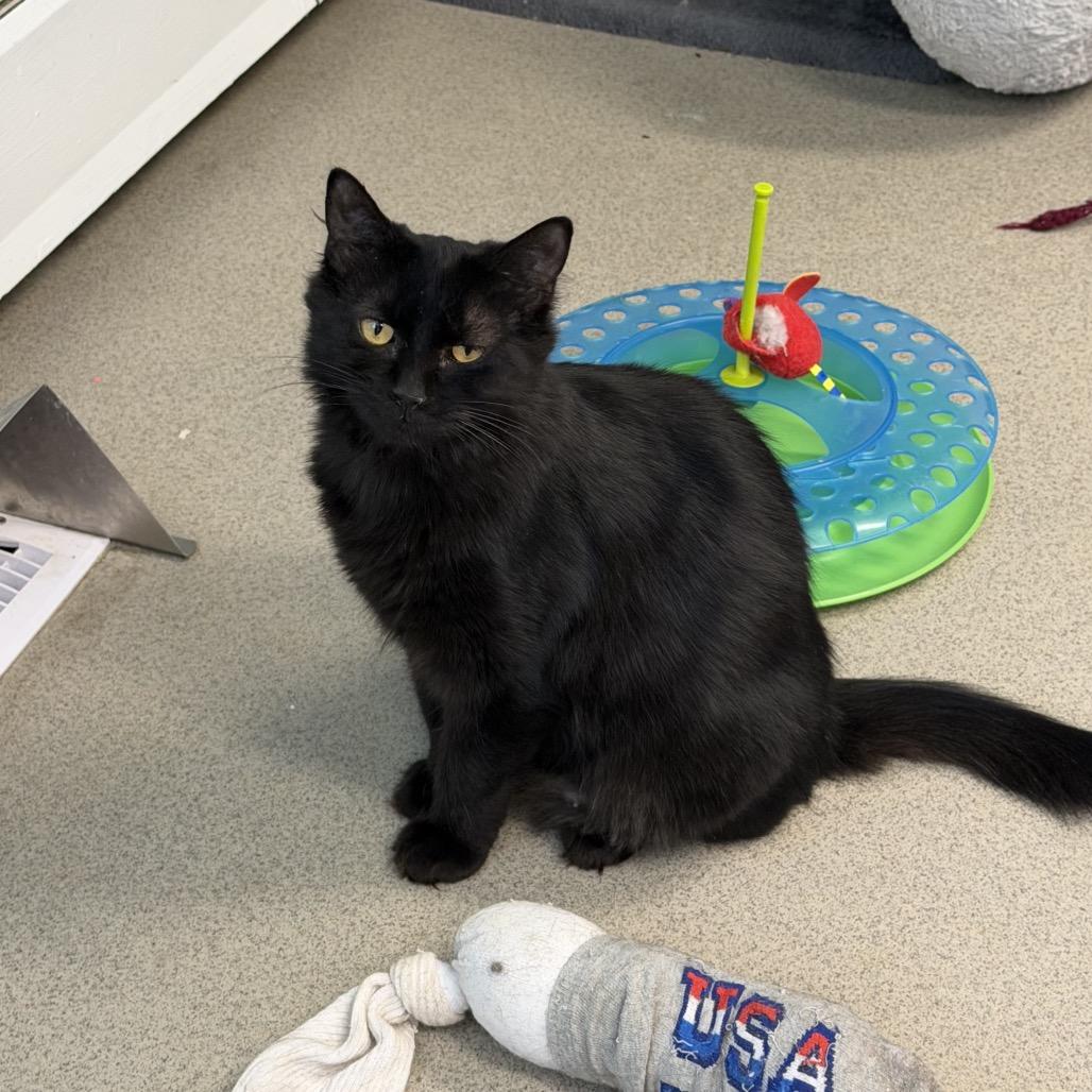 Miss Floofy, a Adoptable Domestic Medium Hair in Hamburg, NY image 3/3