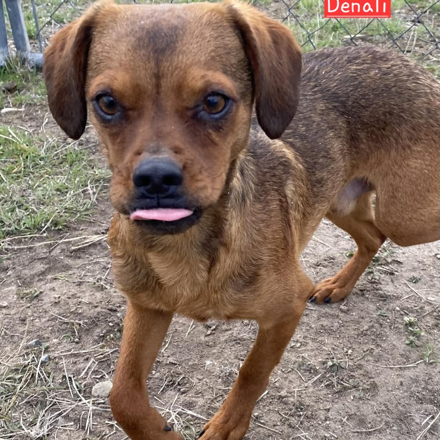 Denali, Adoptable, Young Male Chihuahua.