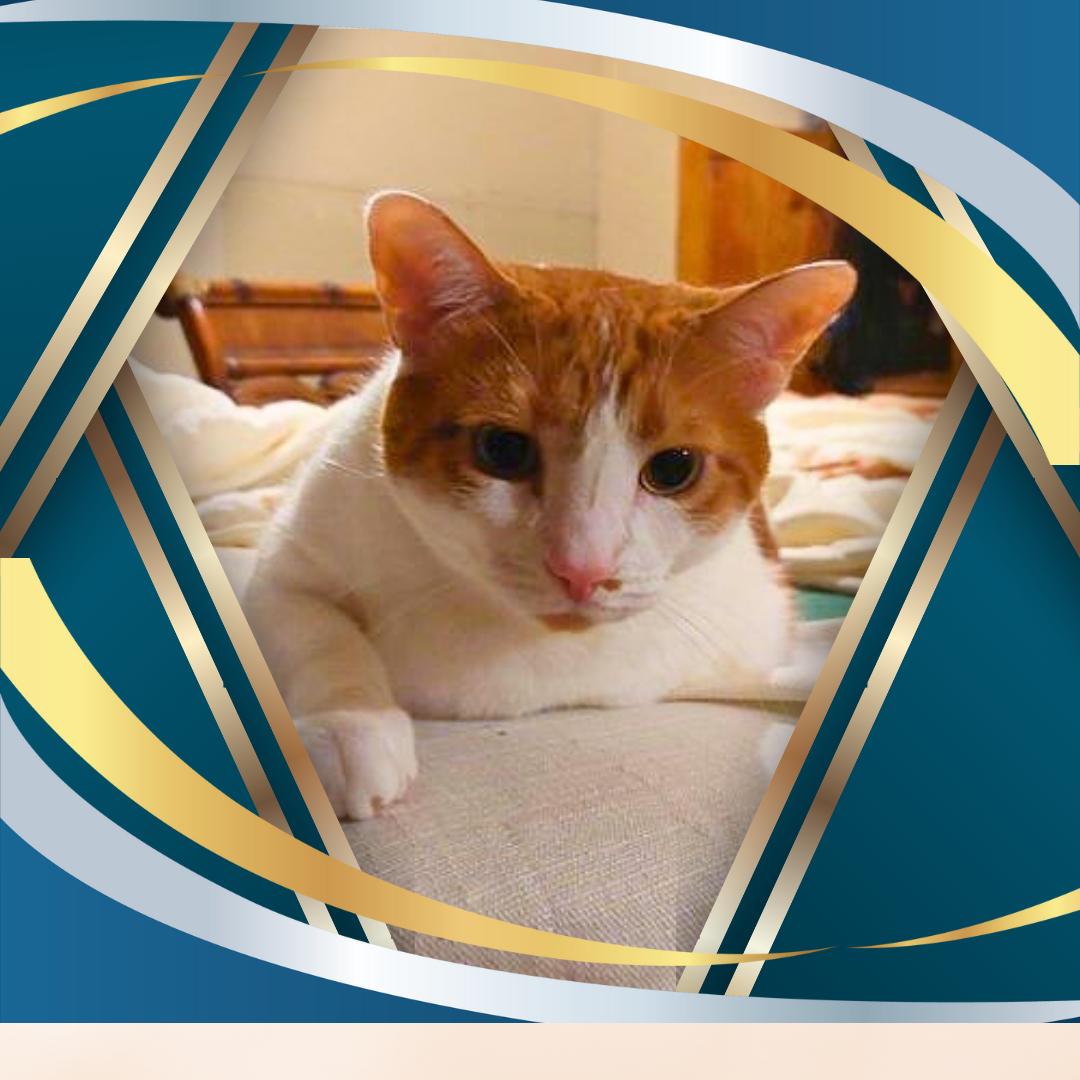 Milo, a Adoptable Domestic Short Hair in Orange City, FL image 2/3