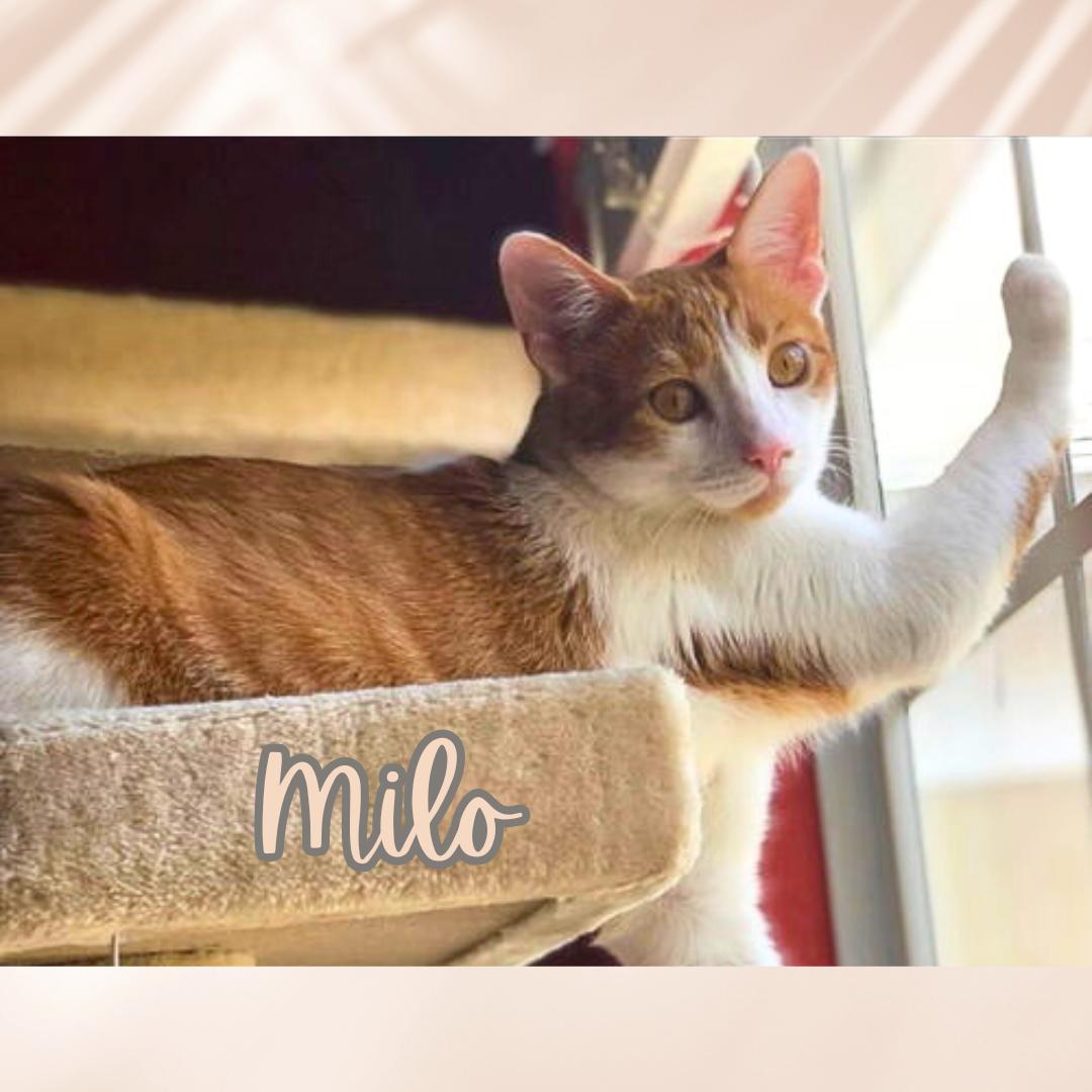 Milo, Adoptable, Adult Male Domestic Short Hair.