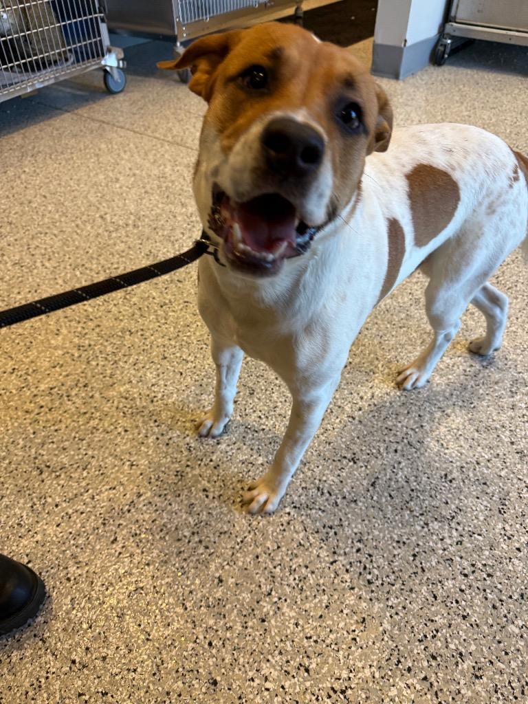 Enlarge Martin, a Adoptable mixed breed in Columbia, TN image 1/1