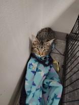 Viola, ADOPTABLE, Young Female Domestic Short Hair.