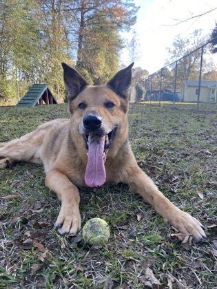 Groot(Rufus), Adoptable, Senior Male German Shepherd Dog & Mixed Breed.