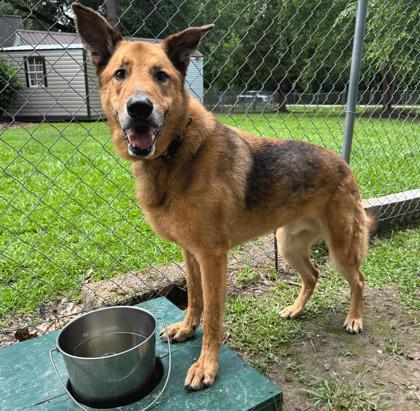 Groot(Rufus), Adoptable, Senior Male German Shepherd Dog & Mixed Breed.