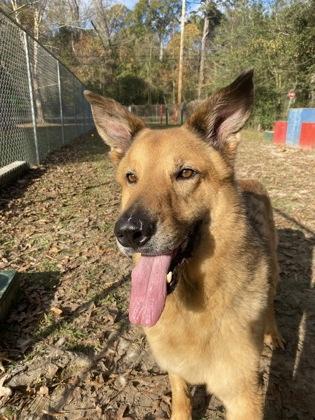 Groot(Rufus), a Adoptable mixed breed in Covington, LA image 2/3