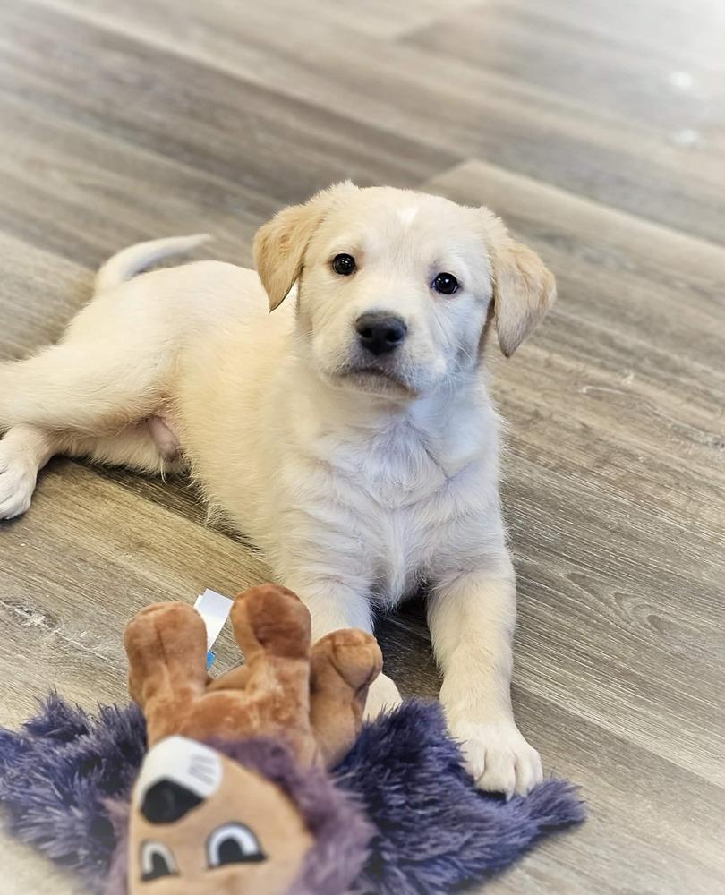 Enlarge Blue, a Adoptable mixed breed in Saginaw, MI image 2/2