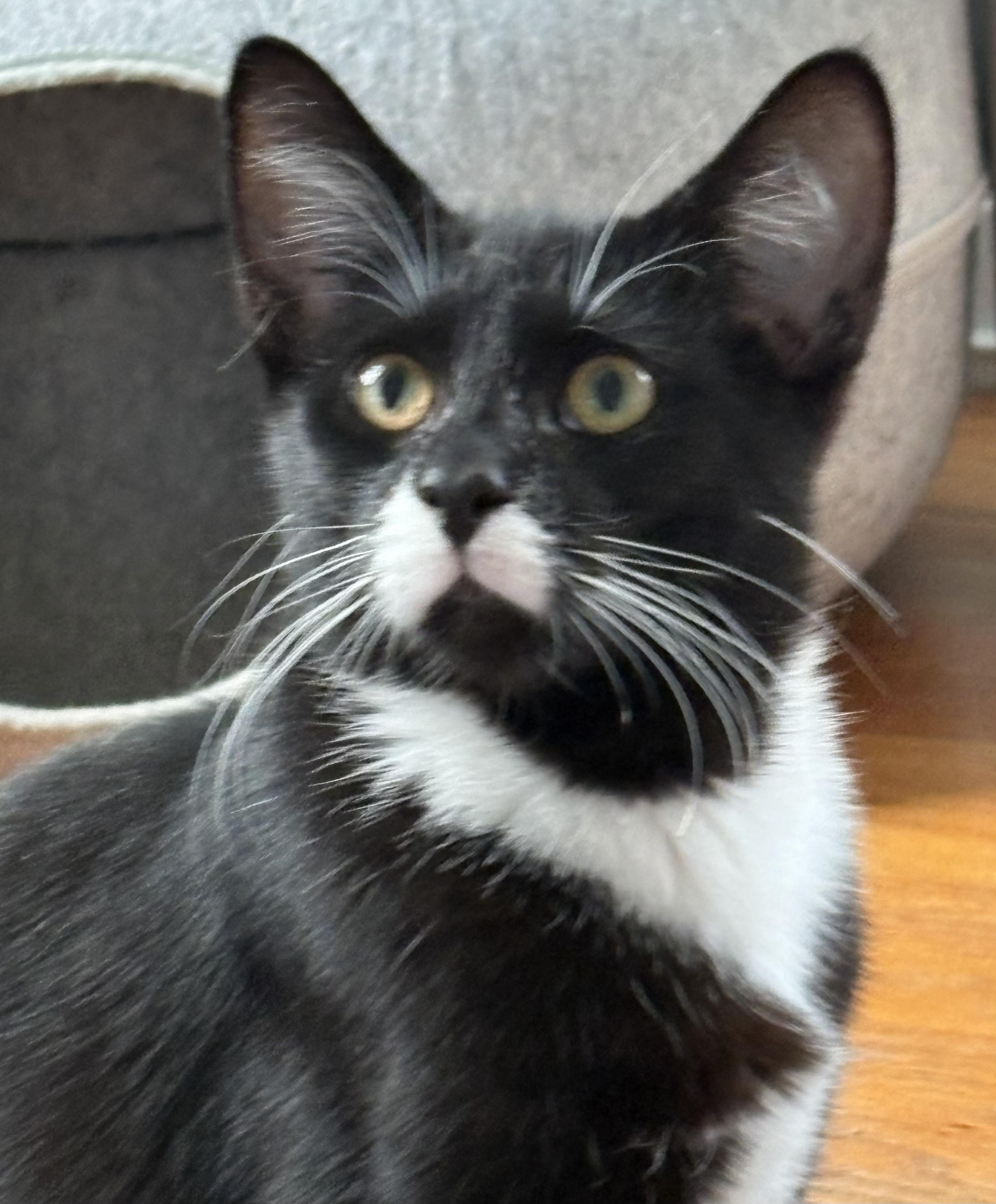 Enlarge Marcel, a Adoptable Tuxedo in Grand Rapids, MI image 2/6