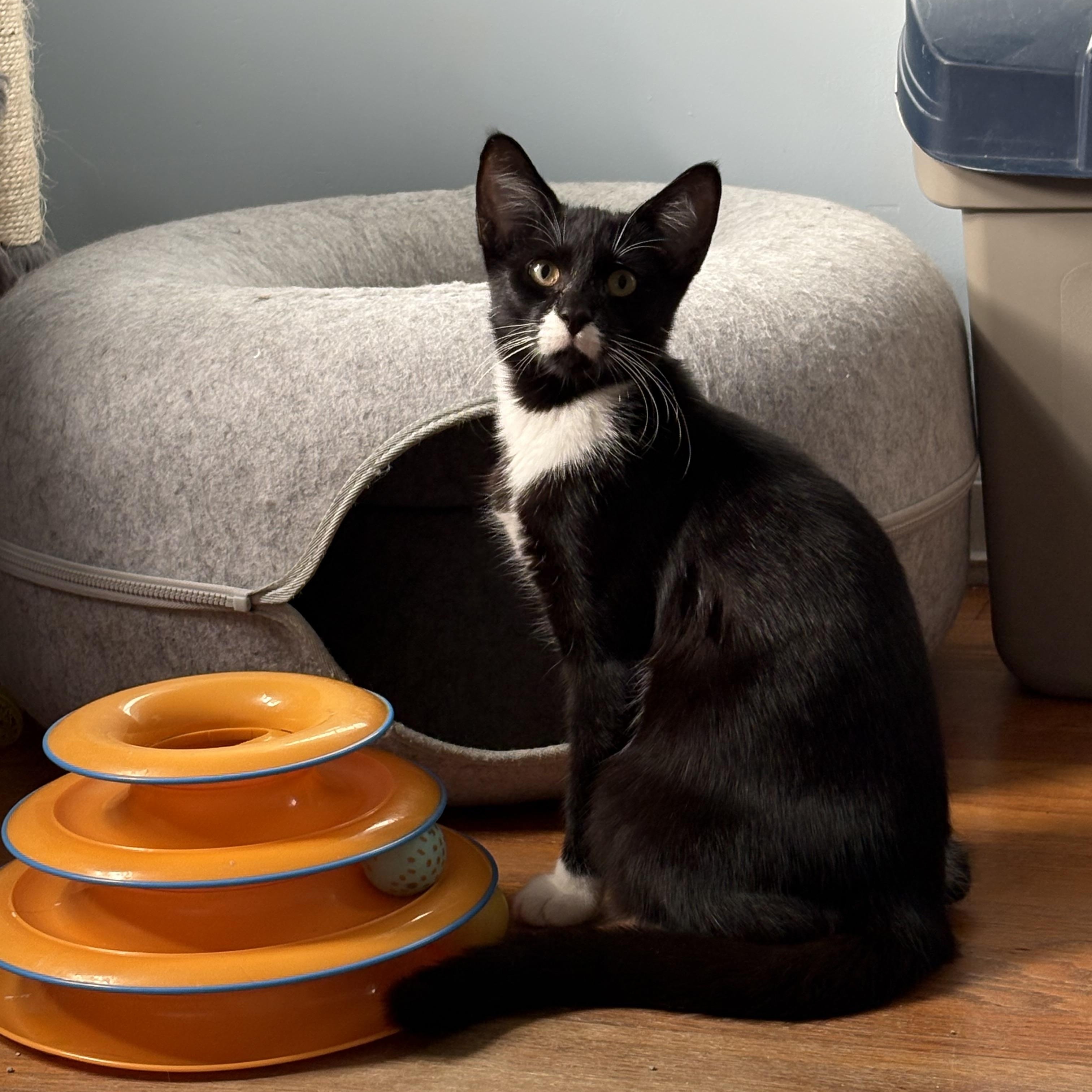 Enlarge Marcel, a Adoptable Tuxedo in Grand Rapids, MI image 3/6