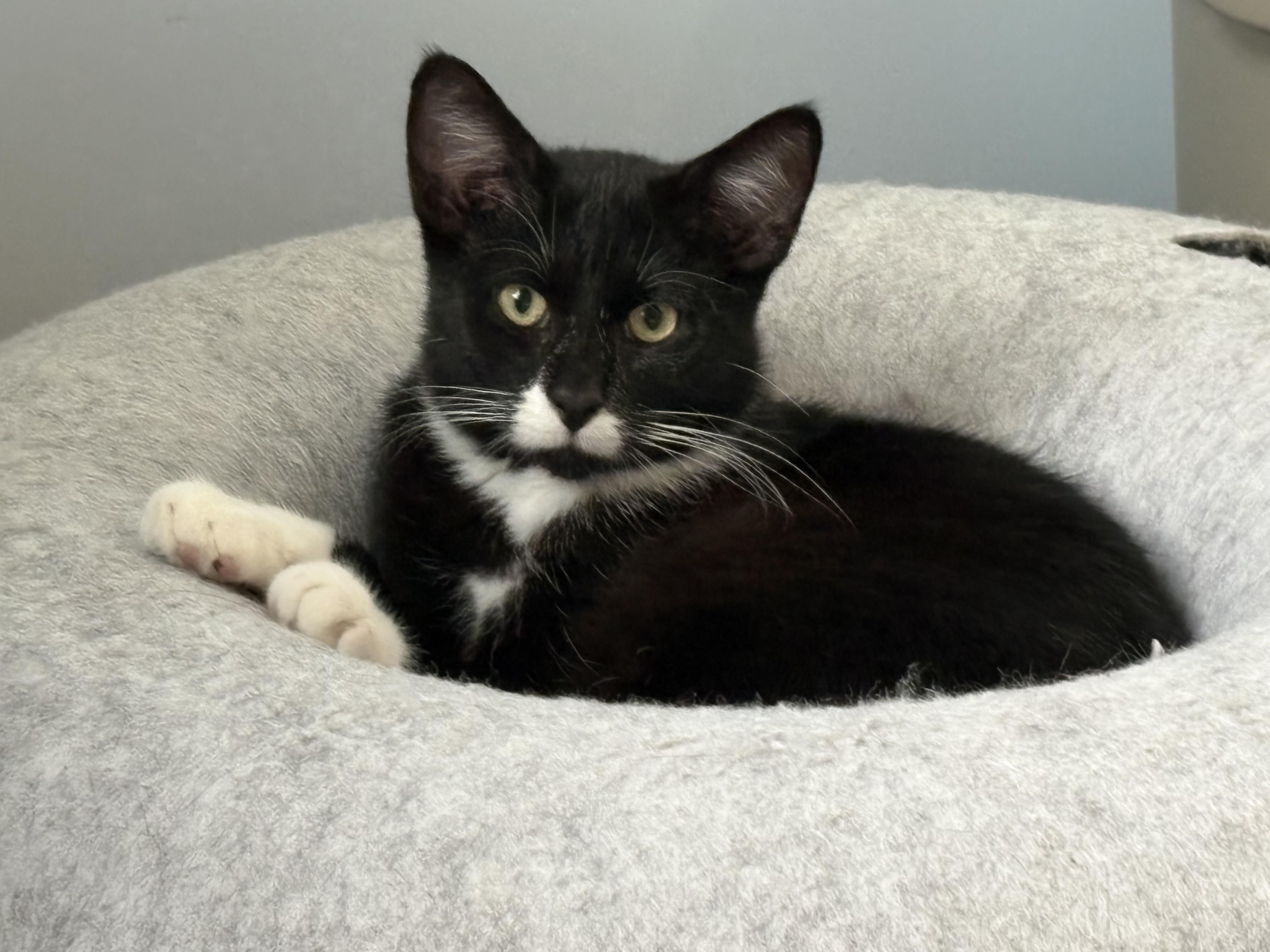Enlarge Marcel, a Adoptable Tuxedo in Grand Rapids, MI image 1/6