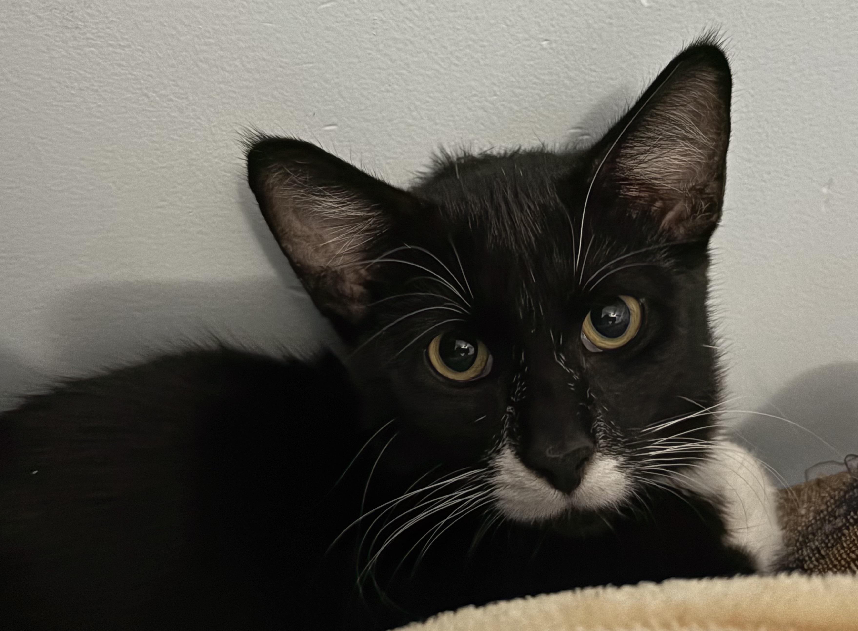 Enlarge Marcel, a Adoptable Tuxedo in Grand Rapids, MI image 5/6