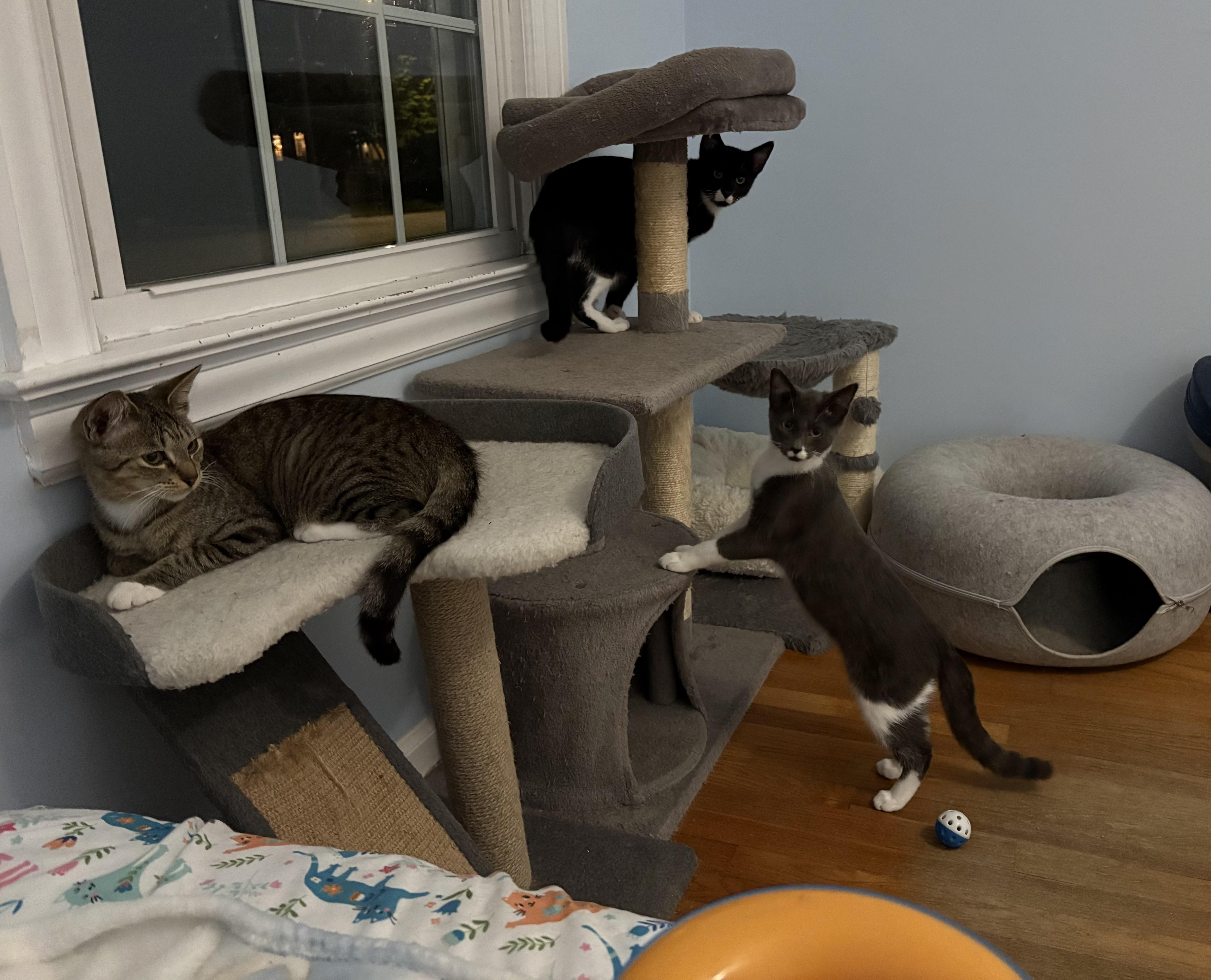 Enlarge Marcel, a Adoptable Tuxedo in Grand Rapids, MI image 6/6