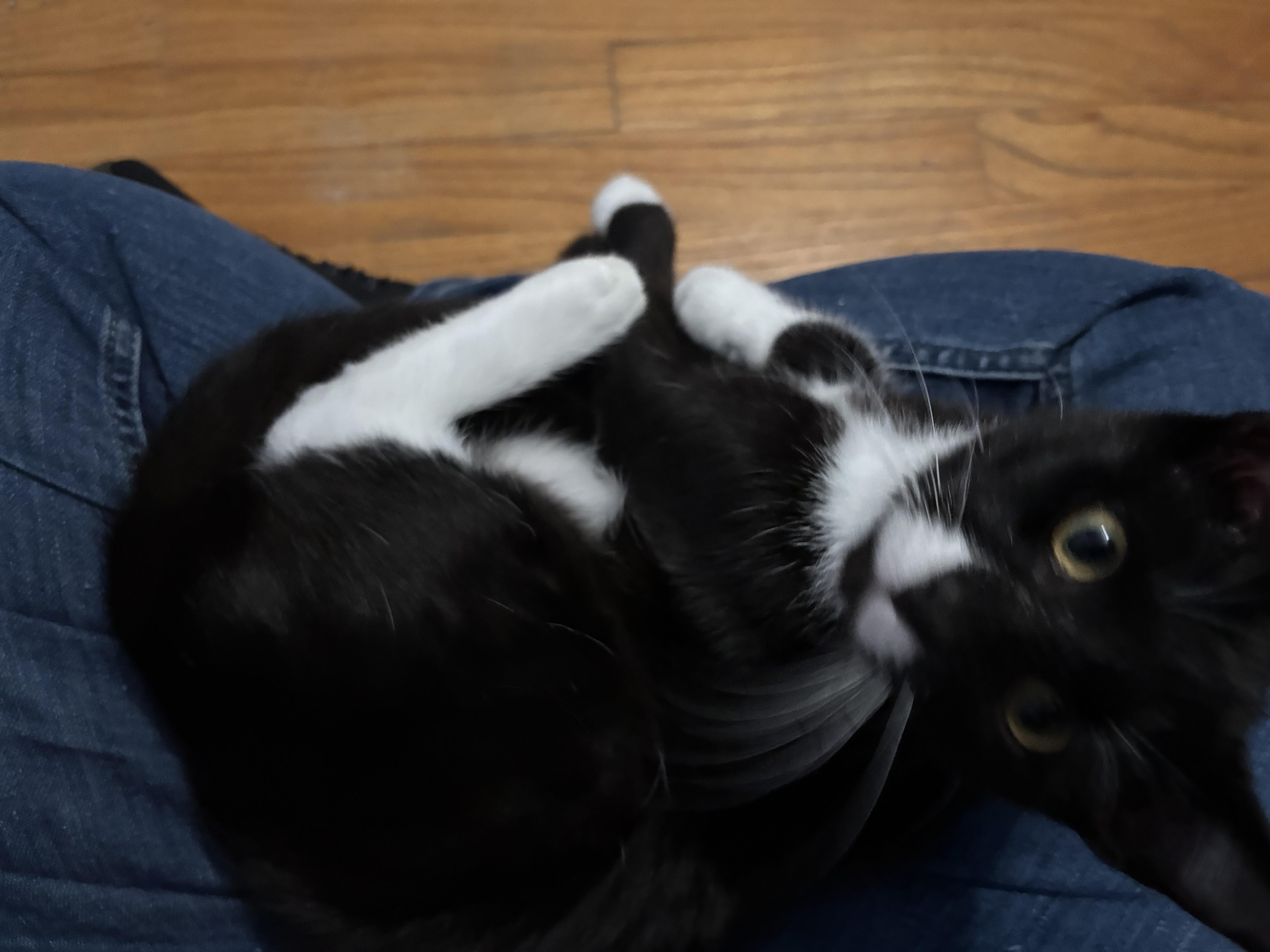 Enlarge Marcel, a Adoptable Tuxedo in Grand Rapids, MI image 4/6