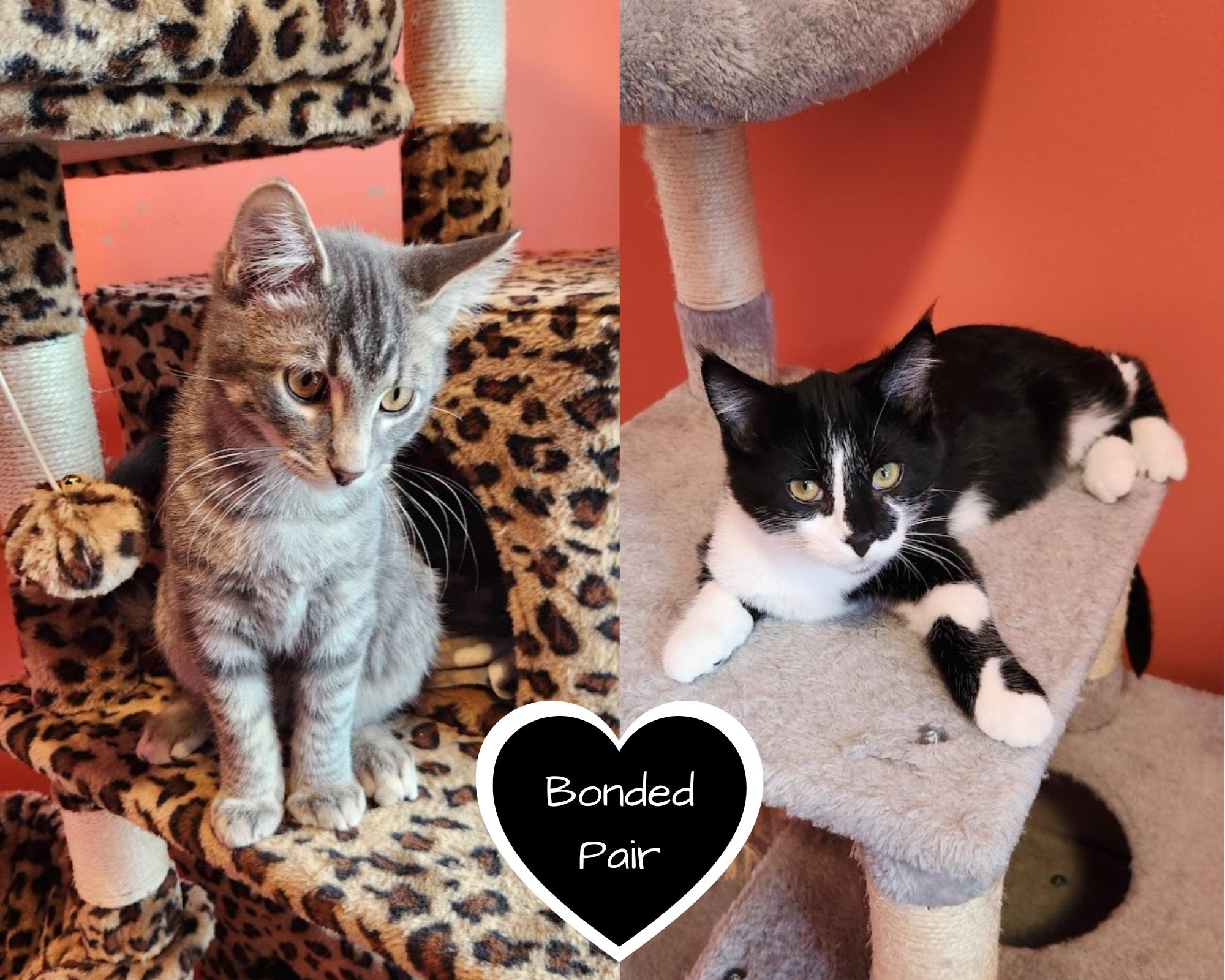 Enlarge Wrigley & Rizzo (Bonded Pair), a ADOPTABLE Domestic Short Hair in Elizabeth, IL image 1/1