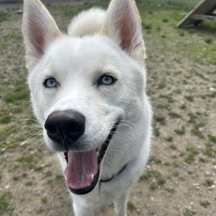 Loki, a ADOPTABLE Siberian Husky in Worcester, MA image 2/3