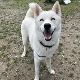 Loki, ADOPTABLE, Adult Male Siberian Husky.