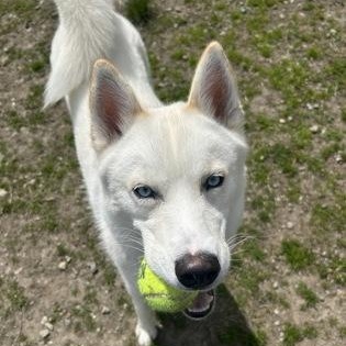 Loki, a ADOPTABLE Siberian Husky in Worcester, MA image 3/3