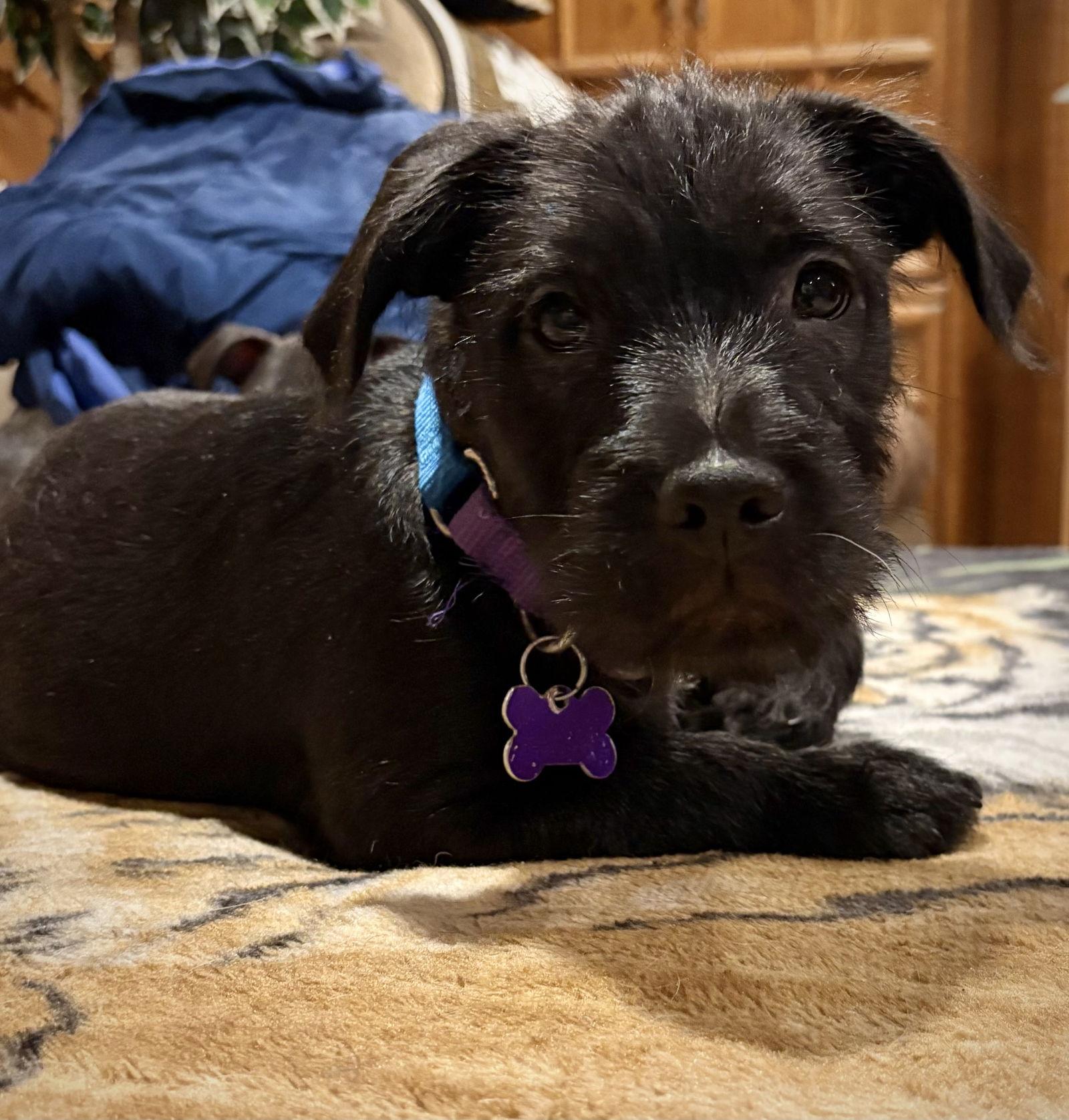 Gumbo Ca thumbnail 2