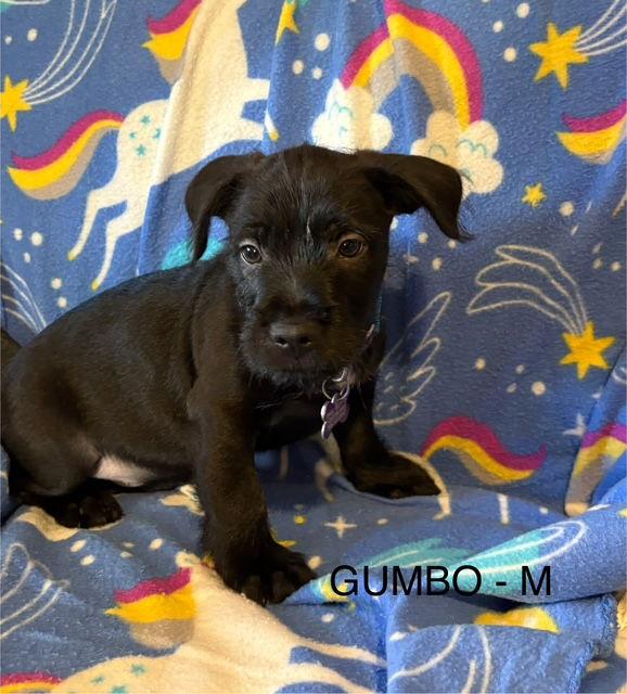 Gumbo CA, Adoptable, Puppy Male Wire Fox Terrier & Labrador Retriever.