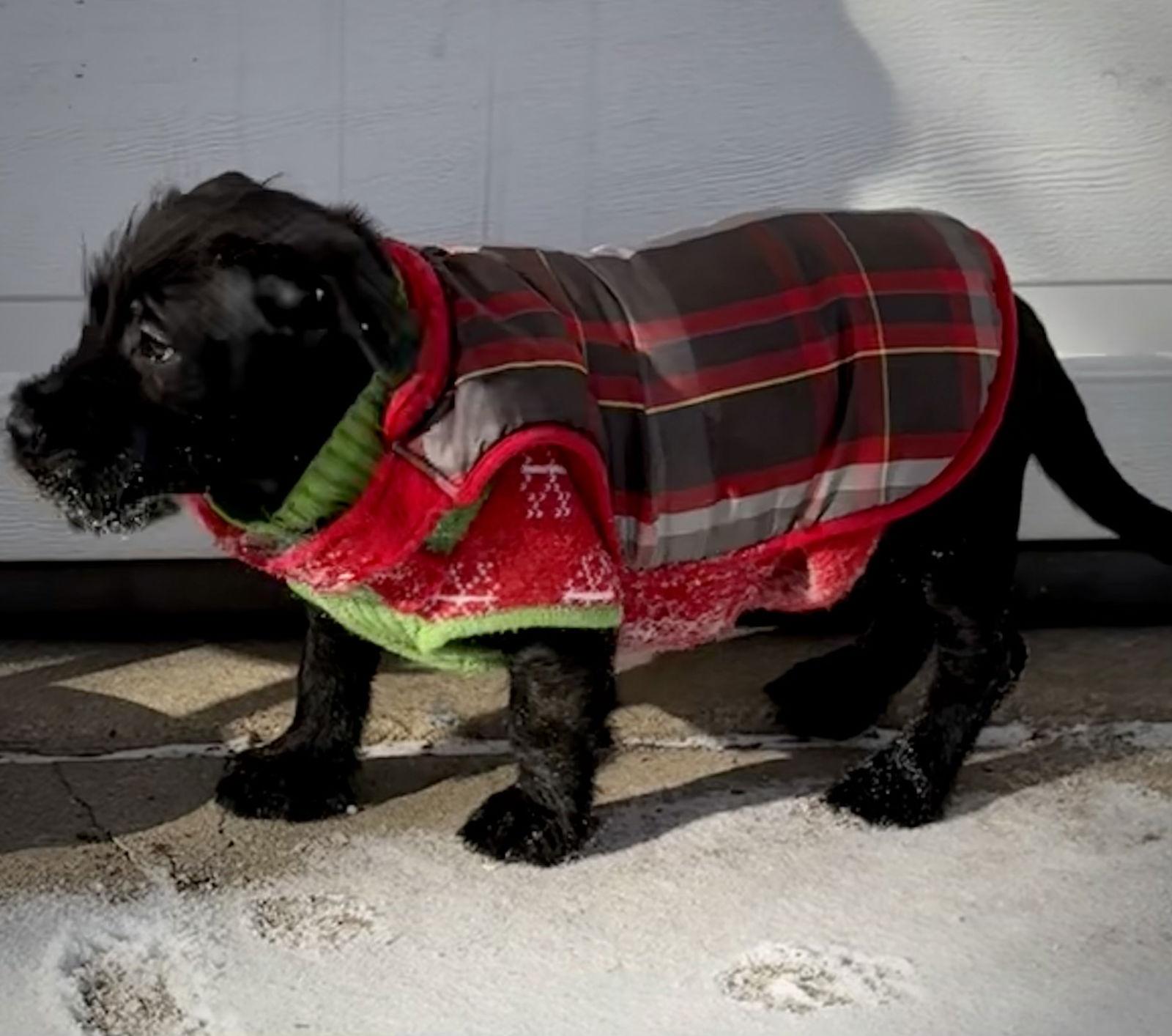 Gumbo Ca thumbnail 3