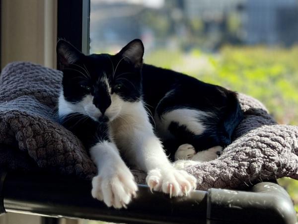 Enlarge Hot Fudge, a Adoptable mixed breed in Portland, OR image 1/1