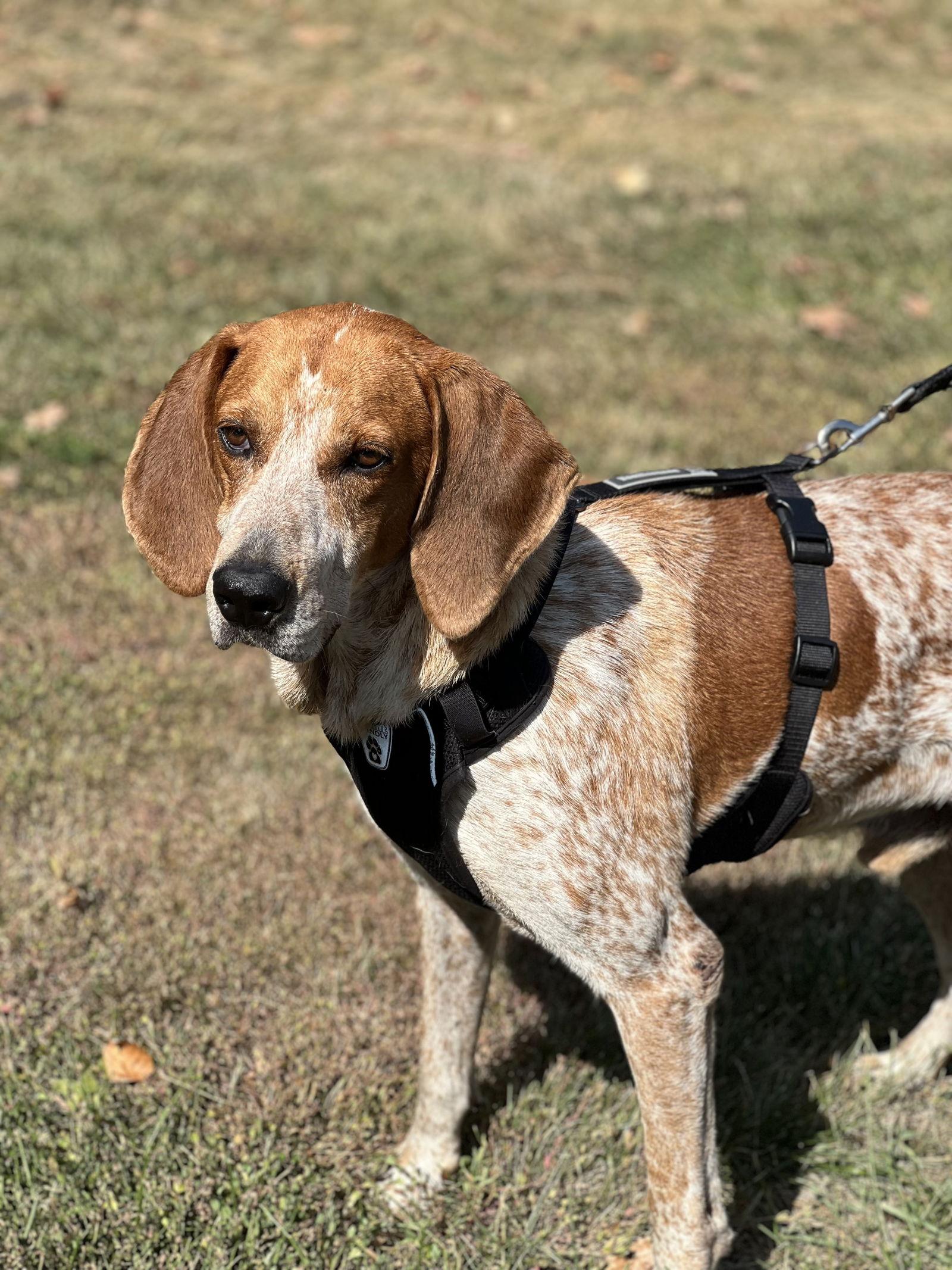 Enlarge Ollie, a Adopted Hound in Tarrytown, GA image 2/3