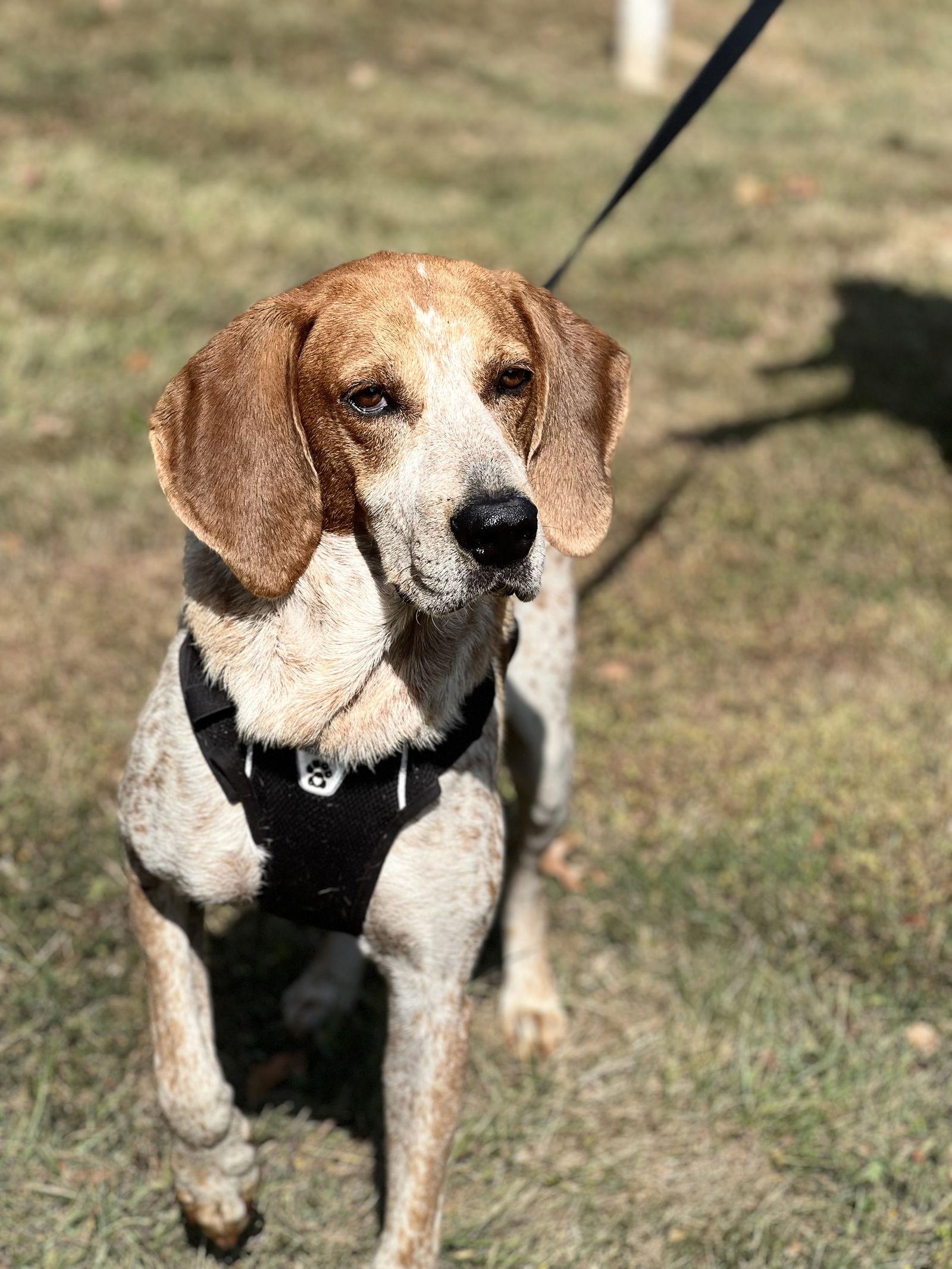 Enlarge Ollie, a Adopted Hound in Tarrytown, GA image 3/3