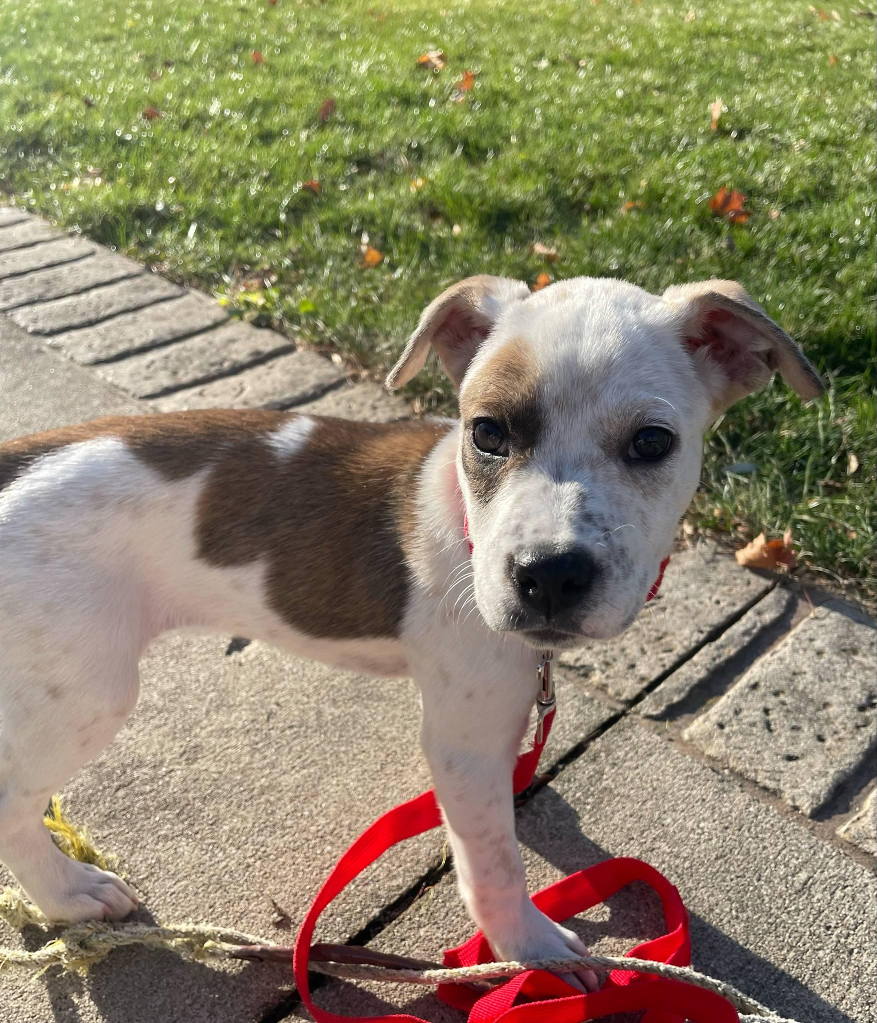 Enlarge Grace the mixed breed puppy, a Adoptable mixed breed in Muskego, WI image 1/6