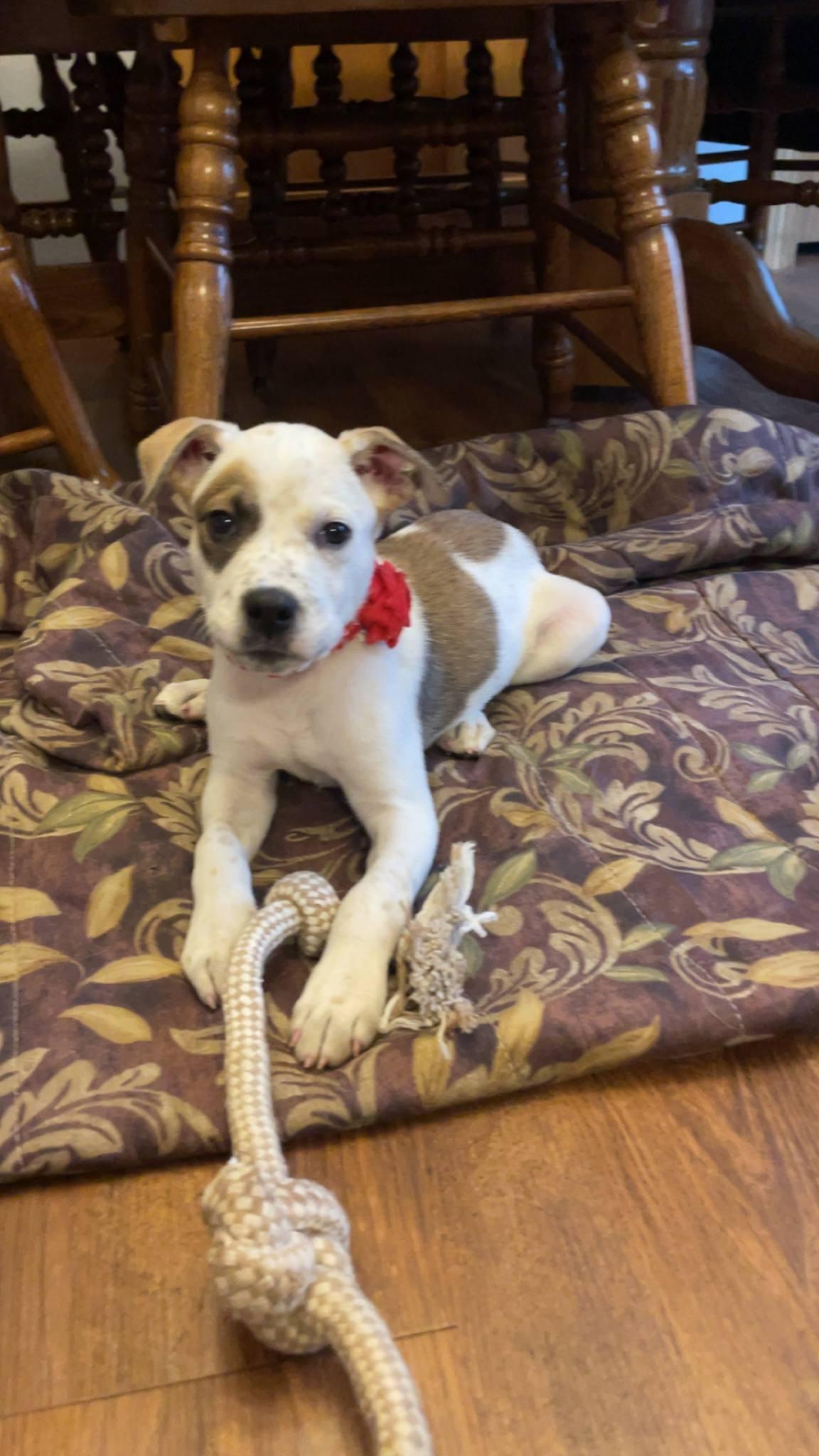 Enlarge Grace the mixed breed puppy, a Adoptable mixed breed in Muskego, WI image 5/6
