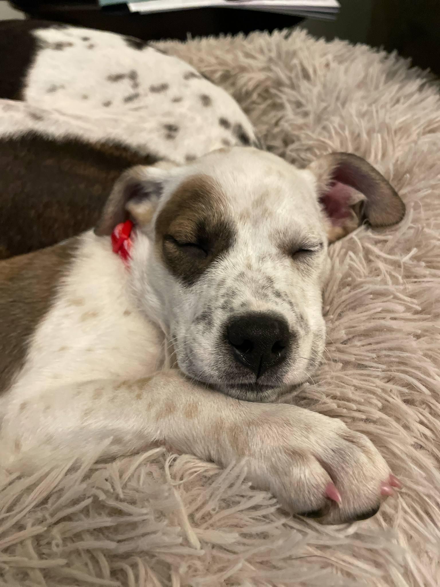 Enlarge Grace the mixed breed puppy, a Adoptable mixed breed in Muskego, WI image 4/6